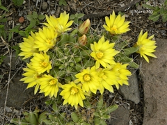 Mammillaria longimamma