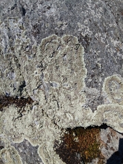 Arctoparmelia centrifuga