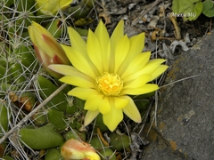 Mammillaria longimamma