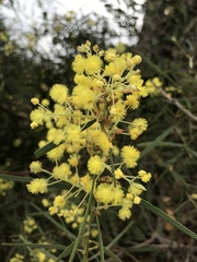 Acacia iteaphylla
