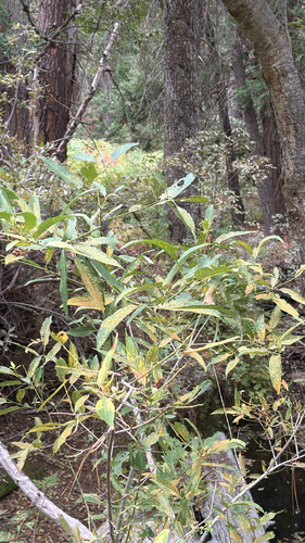 iNaturalist observation photo of Willows