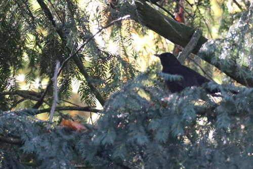 Eurasian Blackbird