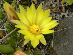 Mammillaria longimamma