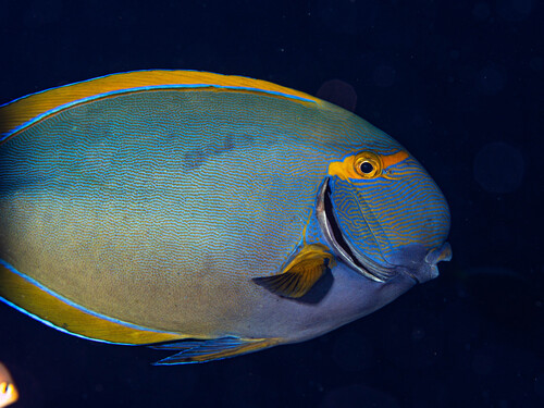 Acanthurus dussumieri observed 2026-10-10