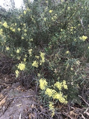 Acacia iteaphylla