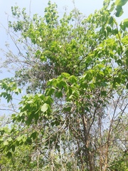 Gyrocarpus jatrophifolius