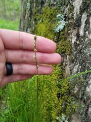 Carex sparganioides