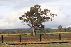 Eucalyptus populnea bimbil