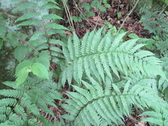 Dryopteris celsa