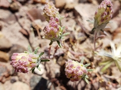 Chaenactis macrantha