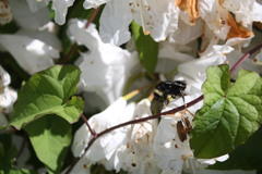 Bombus vosnesenskii
