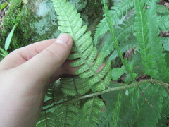 Dryopteris celsa