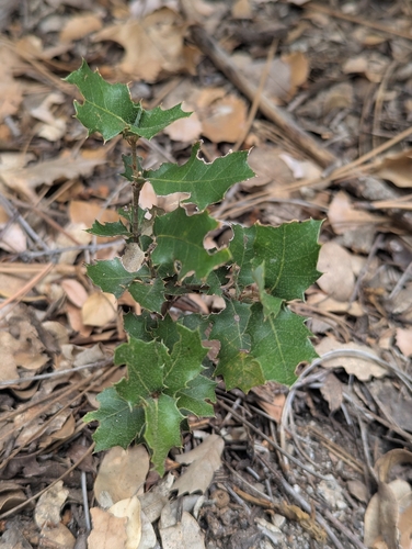 iNaturalist observation photo of canyon live oak