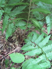 Dryopteris celsa