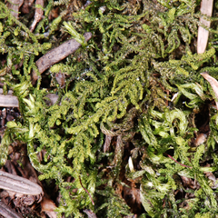 Claopodium bolanderi