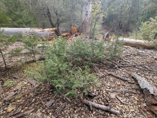 iNaturalist observation photo of California incense-cedar