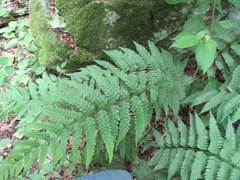 Dryopteris celsa