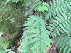 Dryopteris celsa