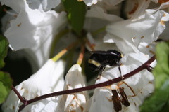 Bombus vosnesenskii