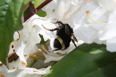 Bombus vosnesenskii