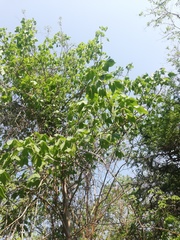 Gyrocarpus jatrophifolius