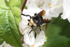 Bombus vosnesenskii