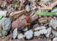 Timulla dubitatiformis