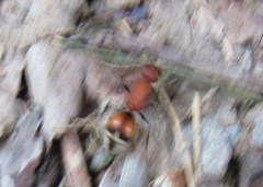 Timulla dubitatiformis