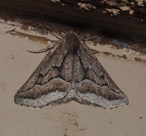 Tetracis formosa photo 2