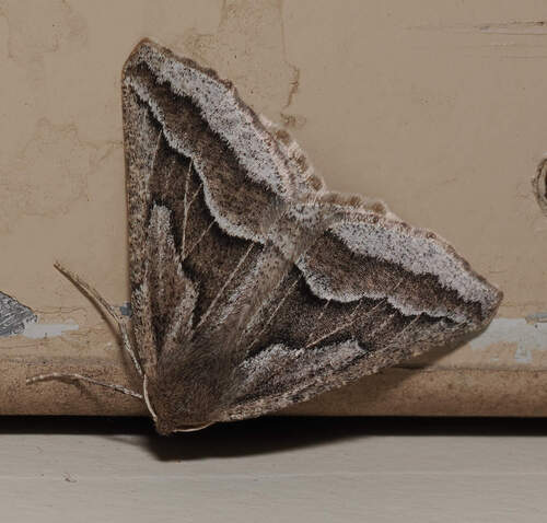 Tetracis formosa photo 4