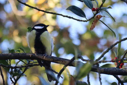 Great Tit