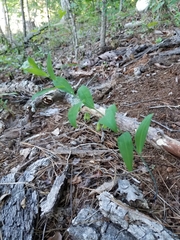 Polygonatum