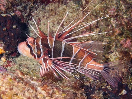 Pterois radiata observed 2026-10-10
