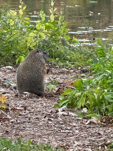 Groundhog