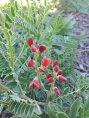 Sphaerophysa salsula