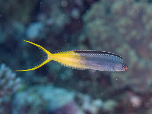 Plagiotremus laudandus observed 2026-10-10