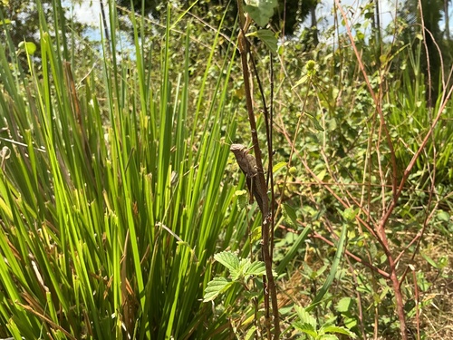 Abracris flavolineata