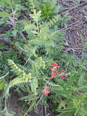 Sphaerophysa salsula