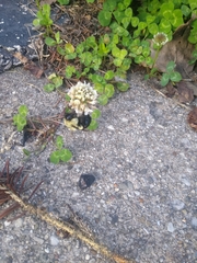Bombus impatiens