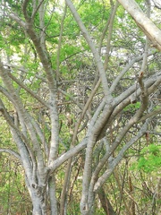Piptadenia obliqua