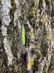Orthosia hibisci