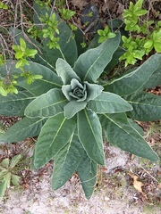 Verbascum