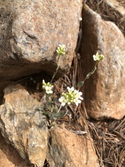 Noccaea fendleri