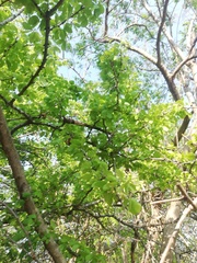 Piptadenia obliqua