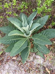 Verbascum