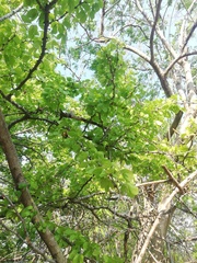 Piptadenia obliqua
