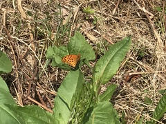 Argynnis hyperbius
