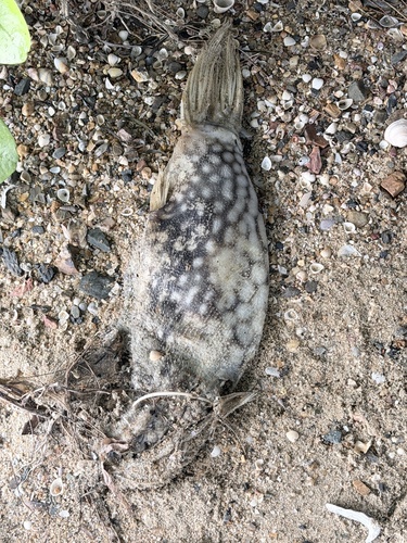 Arothron reticularis observed 2026-10-11