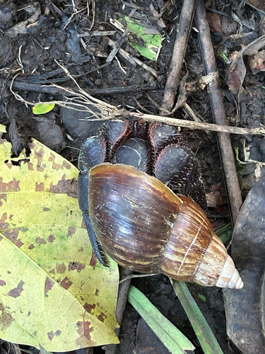 Coenobita spinosus observed 2026-10-10