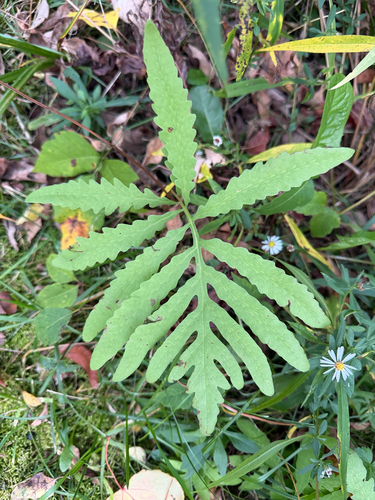 sensitive fern